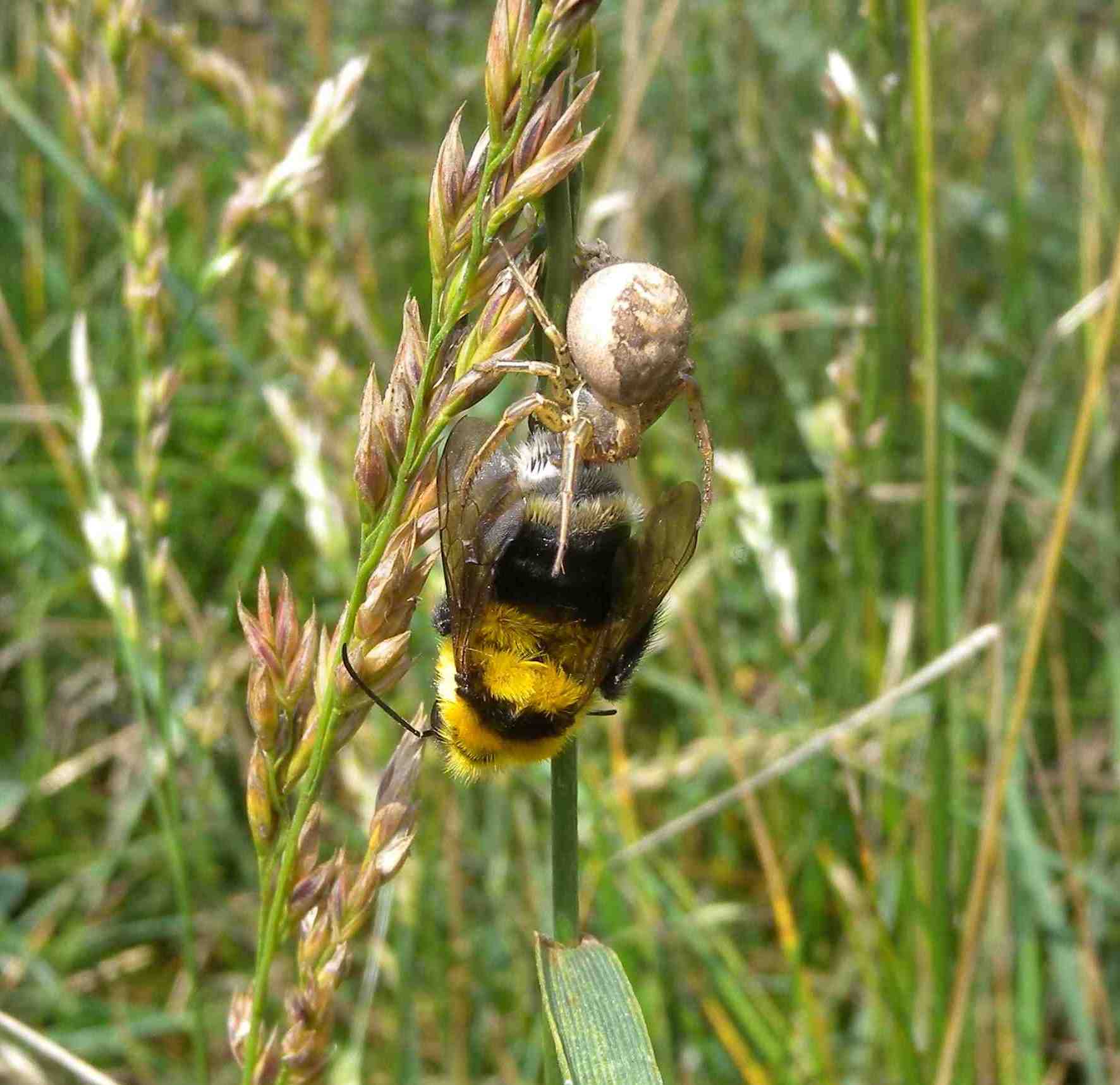 Xysticus sp